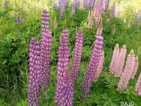Lupines!!!