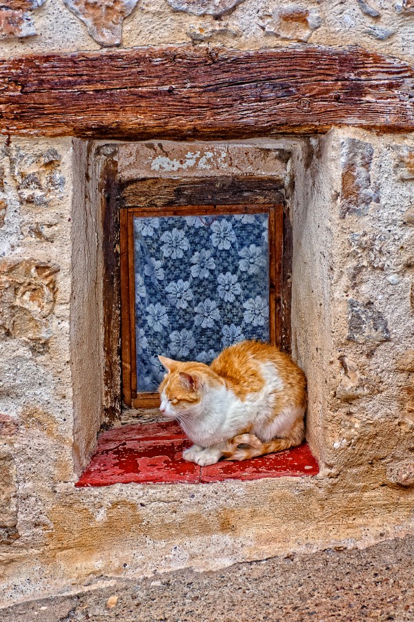 "Gato en la ventana, tomando el sol de Tronchn." de Juan Beas
