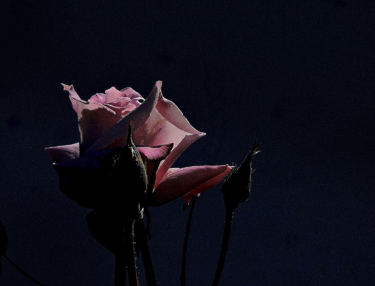 "Rosa rosa" de Silvia Olliari