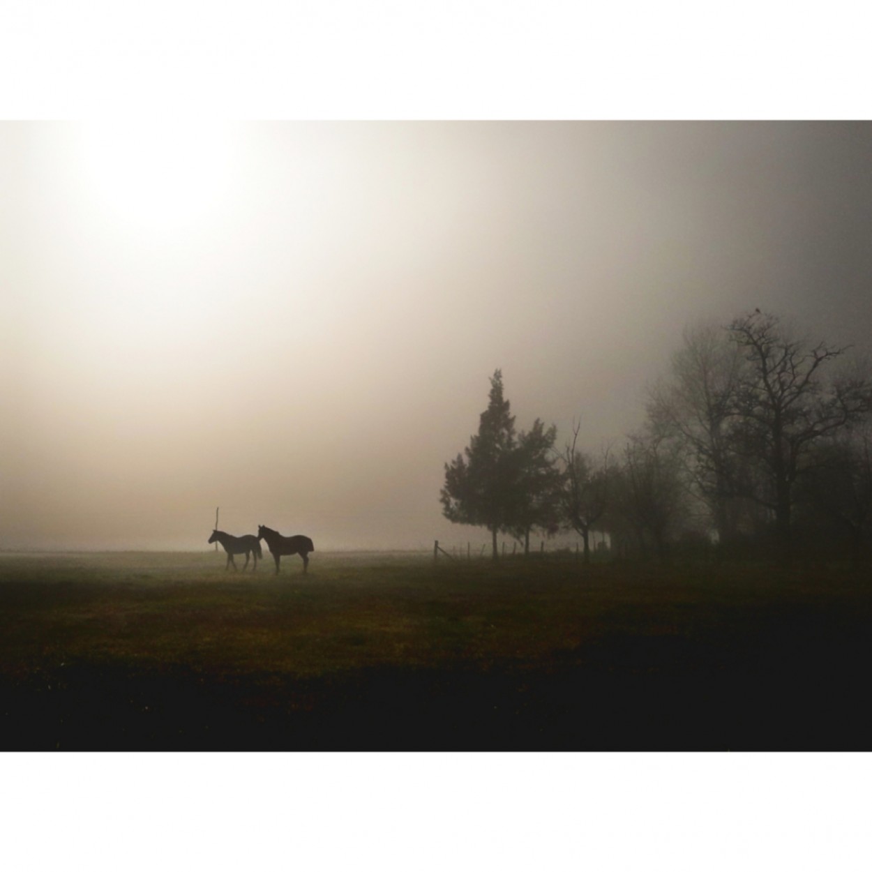 "Los caballos hacen el paisaje ms hermoso" de Gabriel Rigal