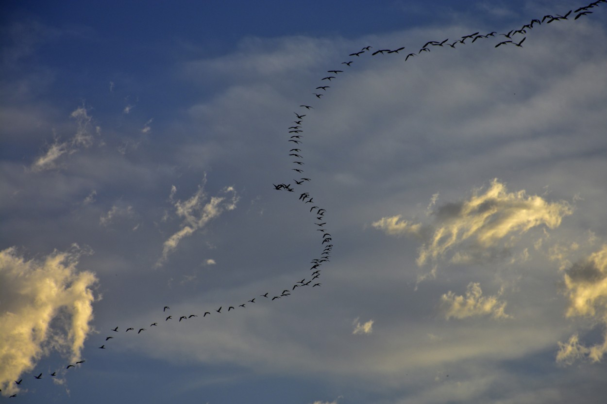 "El vuelo de las aves" de Osvaldo Sergio Gagliardi