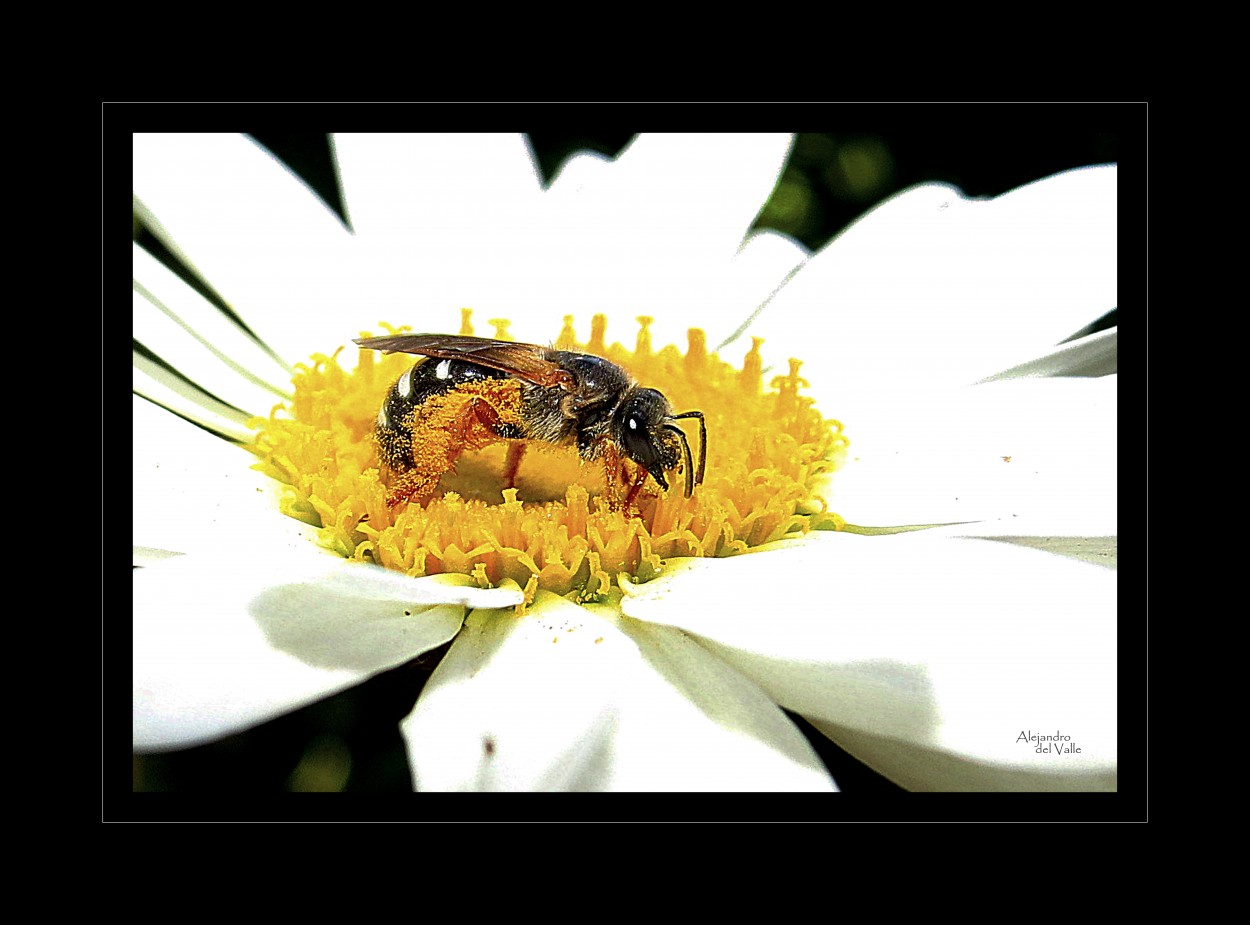 "Como en un jacuzzi de nctar y polen" de Alejandro del Valle