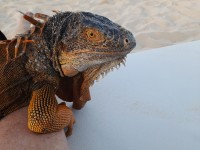 Iguana en la playa...