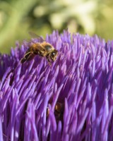 abejas flor alcachofa