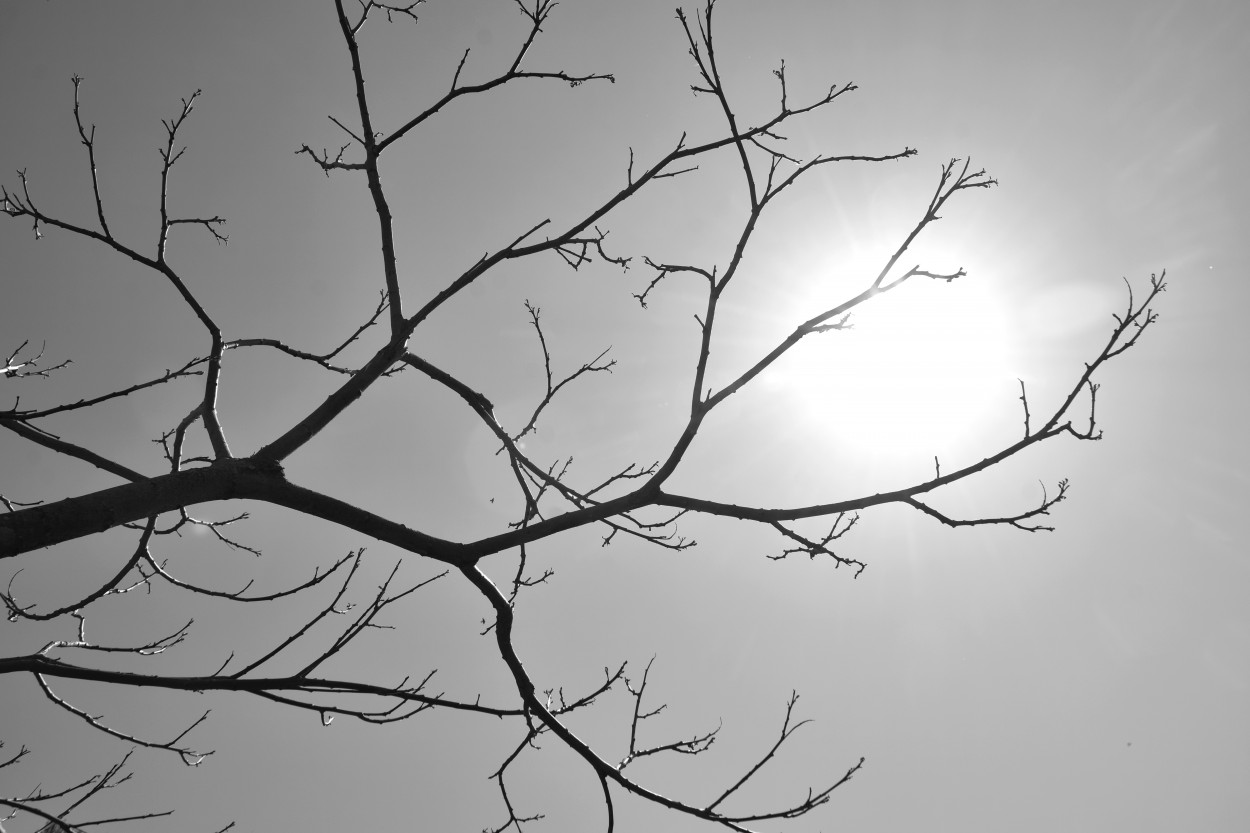 "Atrapado entre las ramas..." de Maria Isabel Hempe