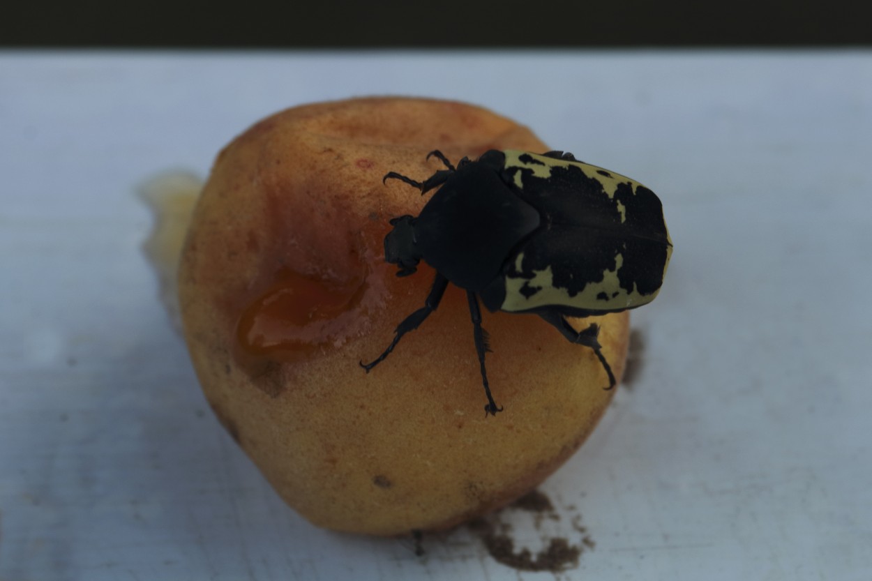 "Escarabajo arlequn" de Natalia Harosteguy