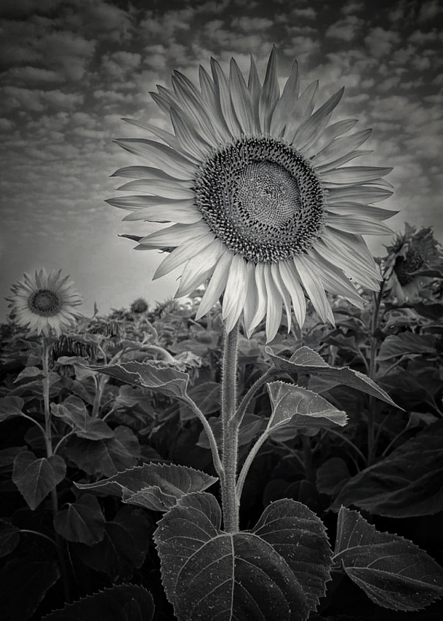 "Mira Sol negro y blanco" de Roberto Guillermo Hagemann