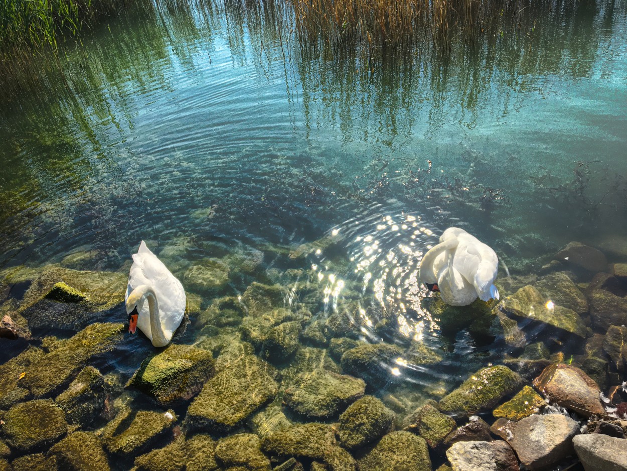 "Lago Balaton" de Viviana Garca
