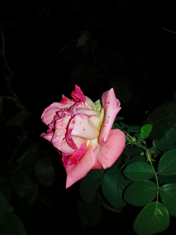 "`Rosa, maravillosa`" de Iris Elizabeth Scotto