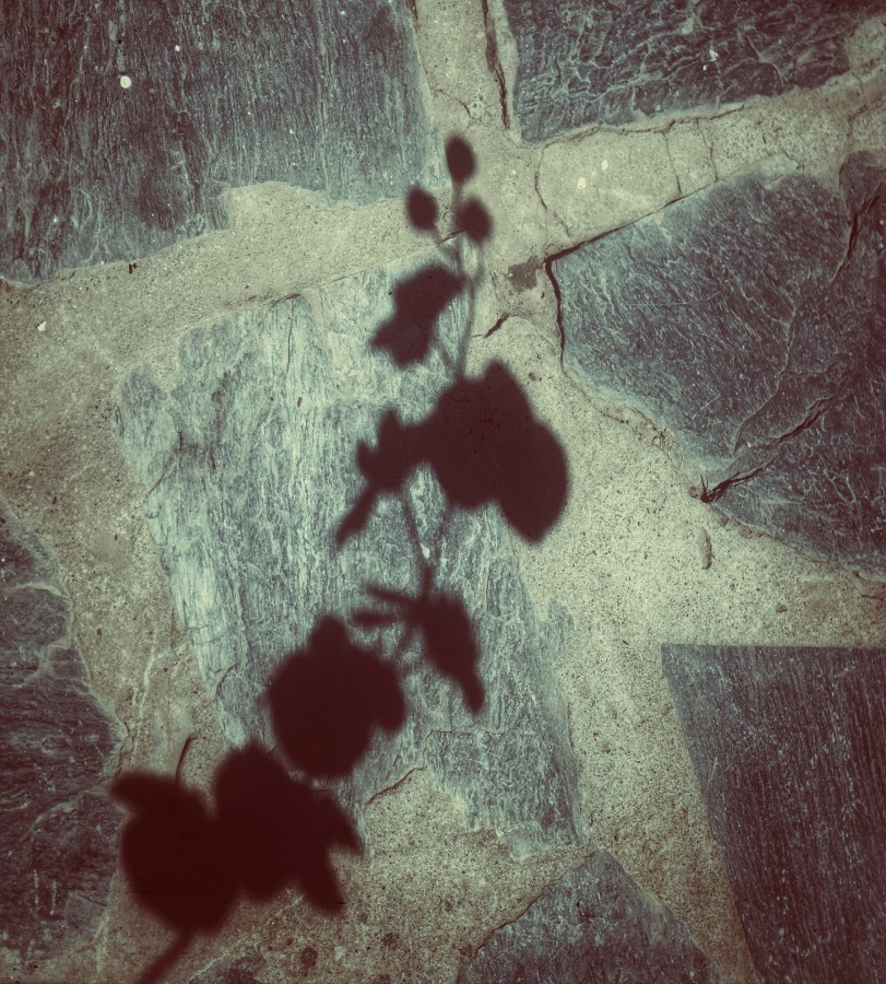 "Orqudeas en sombras" de Ana Piris