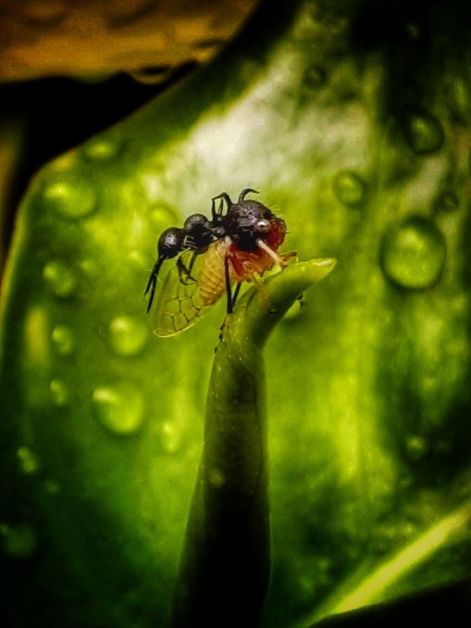 "Insectito" de Ana Piris