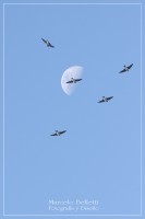 `Fly me to the Moon`...