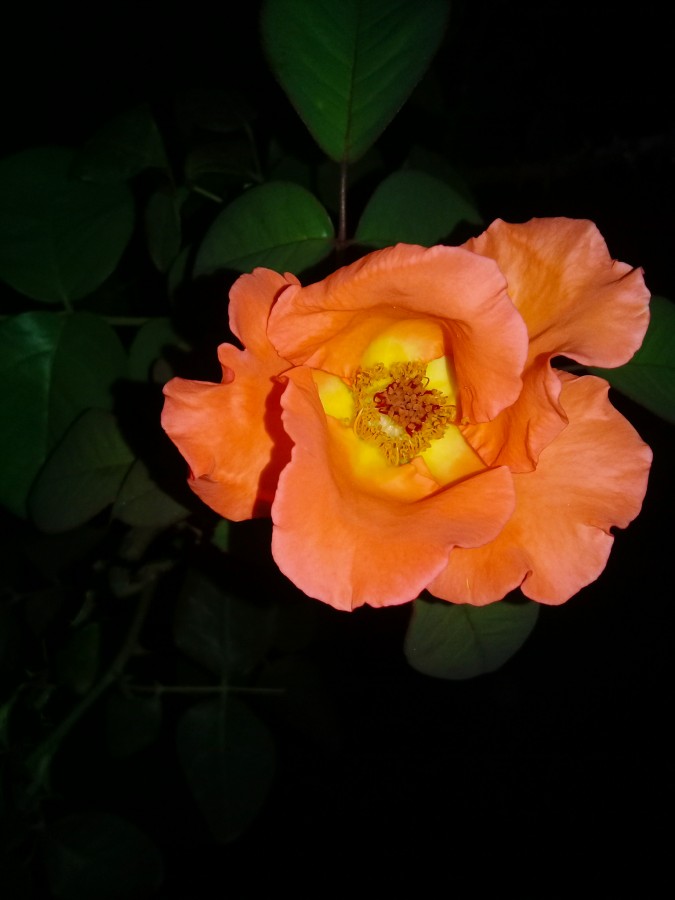"`Rosa orange`" de Iris Elizabeth Scotto