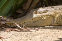 COCODRILO DEL ORINOCO (Crocodylus intermedius)