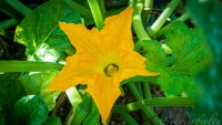 Flor del calabacn