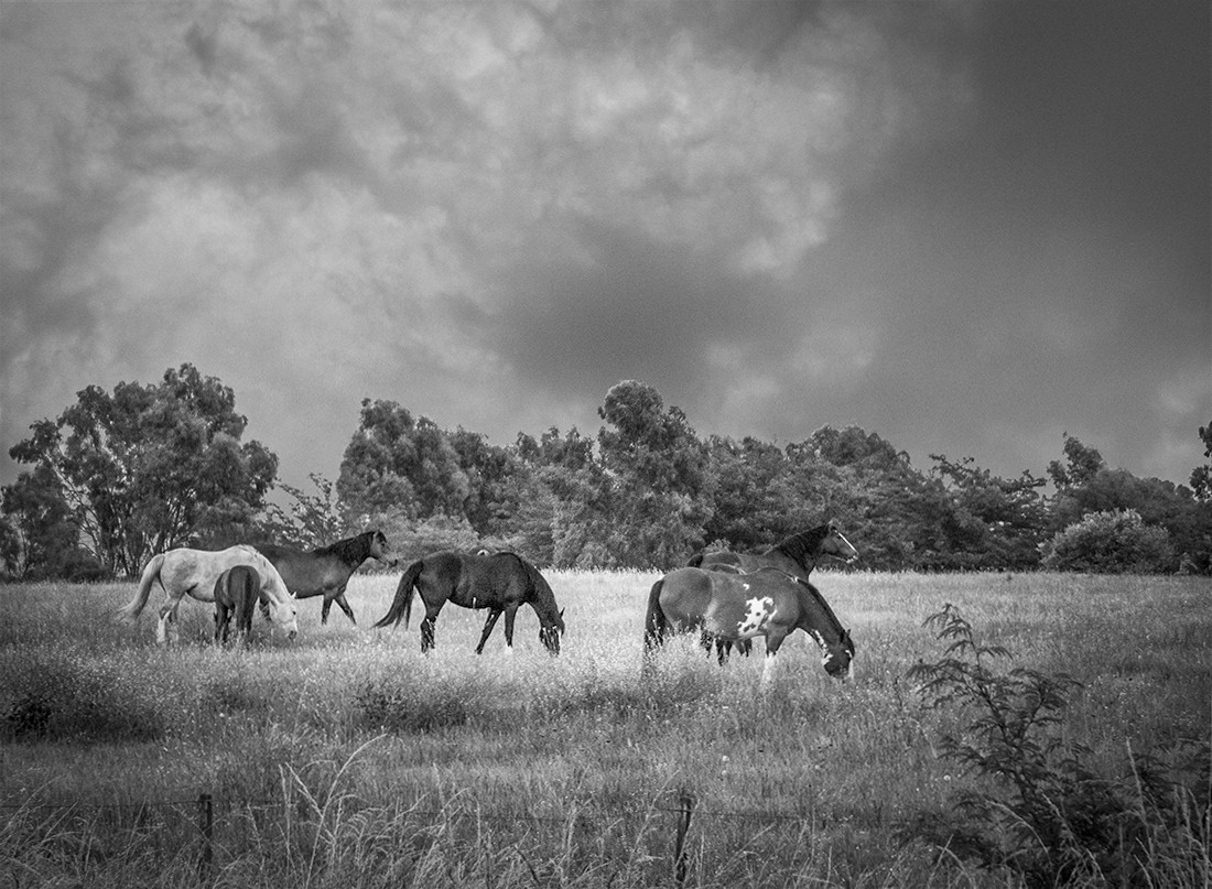 "Paisaje con caballos" de Fernando Valdez Vazquez