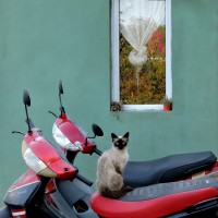 El gato motoquero