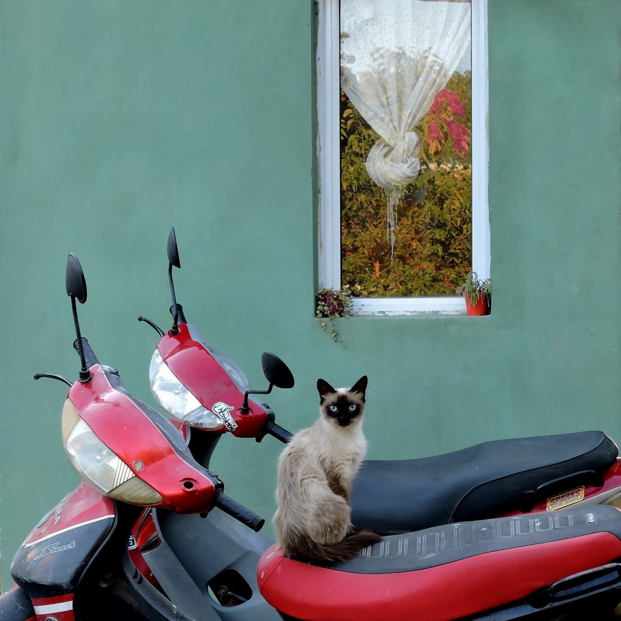 "El gato motoquero" de Silvia Olliari