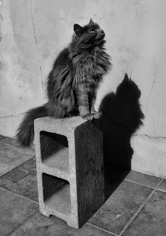"El pensador felino" de Roberto Guillermo Hagemann