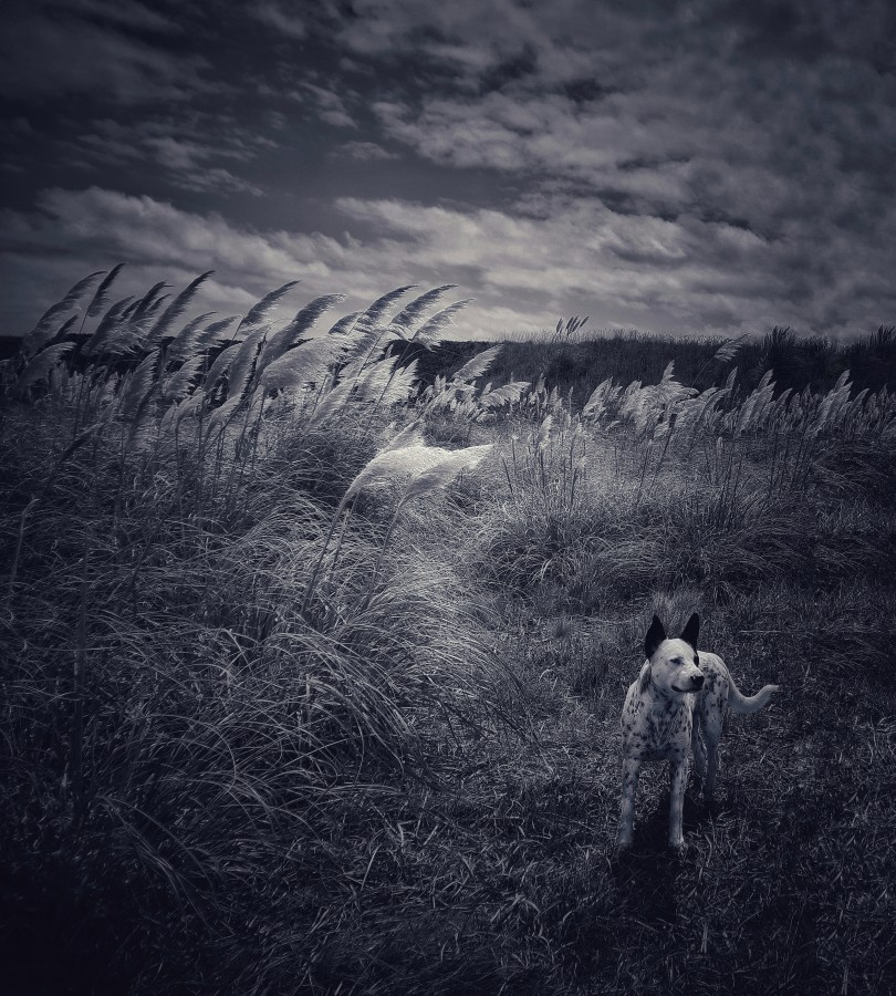 "Un alma me acompao a caminar" de Roberto Guillermo Hagemann