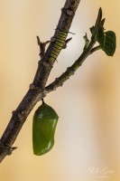pupa y oruga de mariposa Monarca