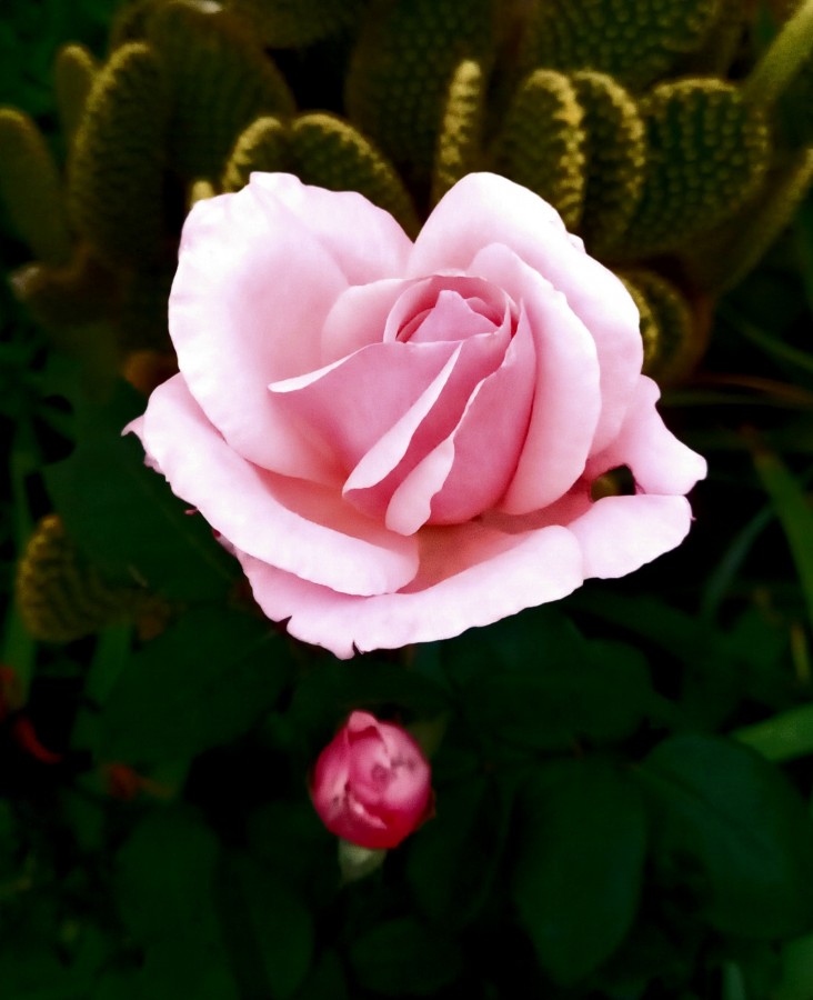 "Rosa rosada" de Patricia Sallete