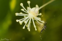 Aedes aegypti (Macho)