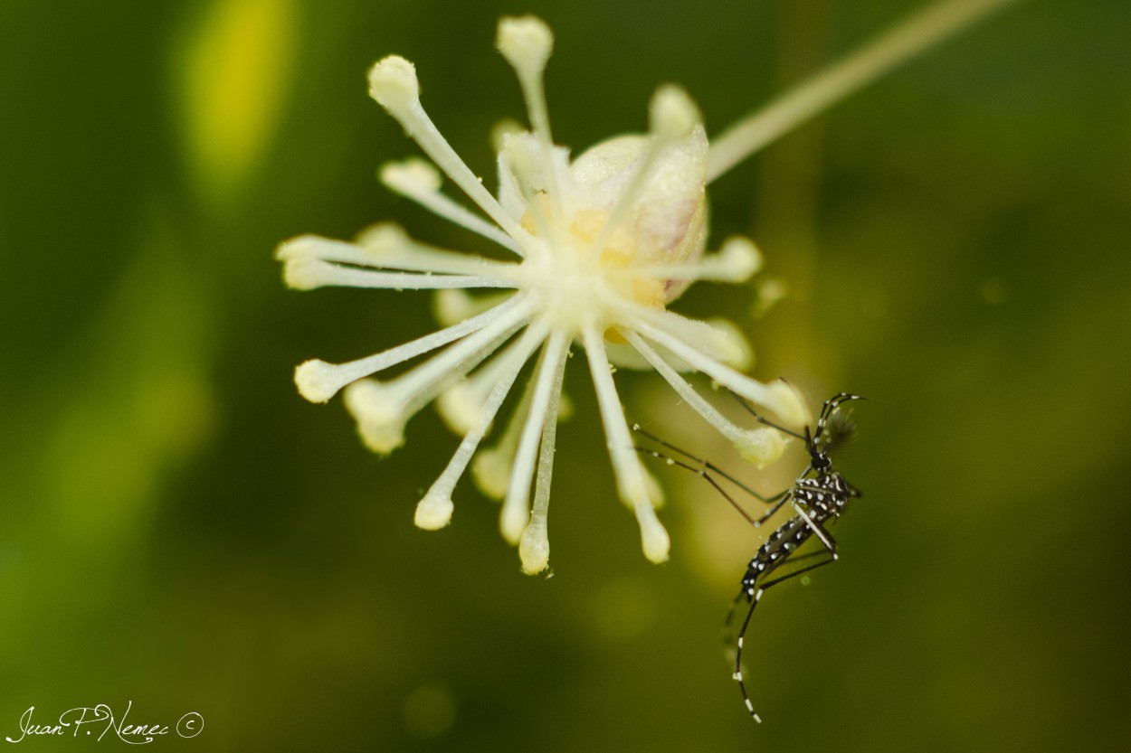 FotoRevista / Juan P. Nemec / Aedes aegypti (Macho)