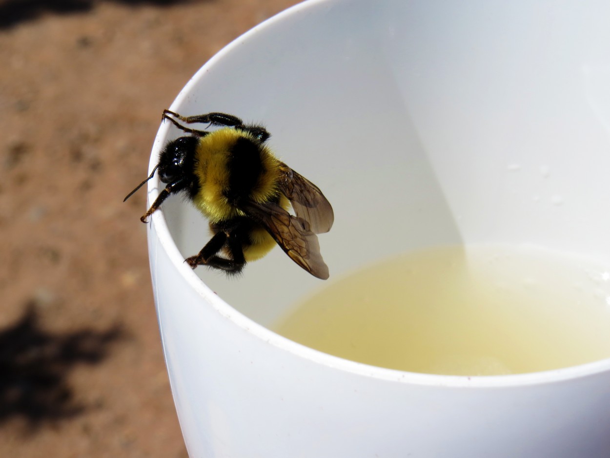 "`El abejorro tiene sed`" de Iris Elizabeth Scotto