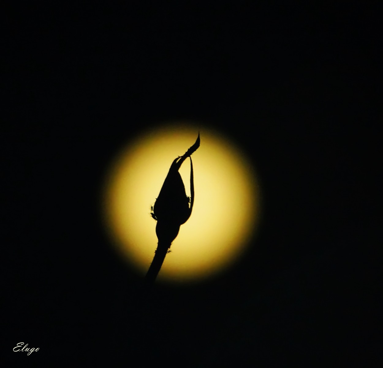 "` Eclipse de sol por un pimpollo `" de Hugo Kolmann
