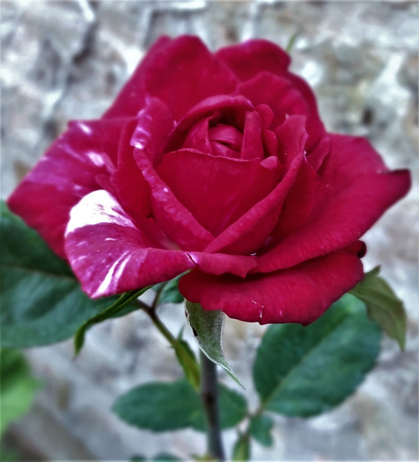"Te regalo una rosa..." de Lidia Marence