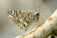 Mariposa Capablanca (Burnsius communis)