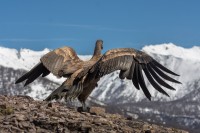 Condor Traful Patagonia