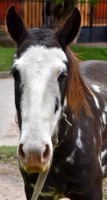 Equus ferus caballus.