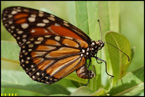 Foto 2/Asclepia curassavica y Mariposa Monarca