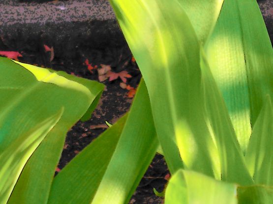 Foto 3/flor:amaryllis belladonna-azucenal