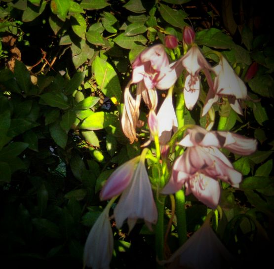 Foto 4/flor:amaryllis belladonna-azucenal