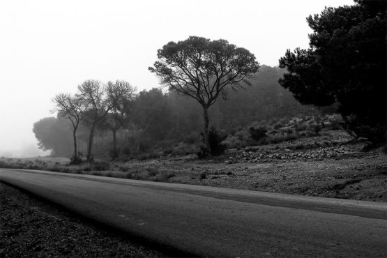 Foto 1/Bosque al lado de la carretera
