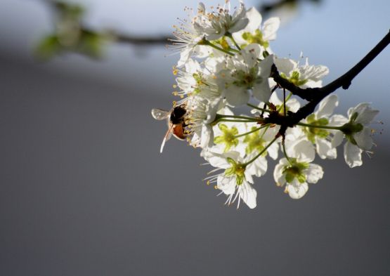 Foto 1/Ciruelo con abeja...