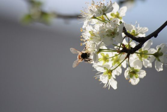 Foto 3/Ciruelo con abeja...
