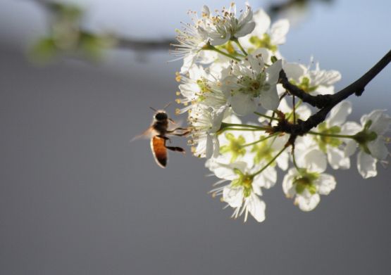 Foto 4/Ciruelo con abeja...