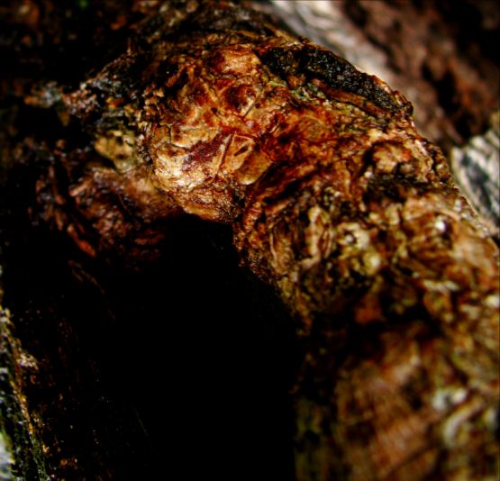 Foto 1/Abstarcciones en troncos mojados