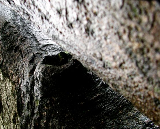 Foto 5/Abstarcciones en troncos mojados