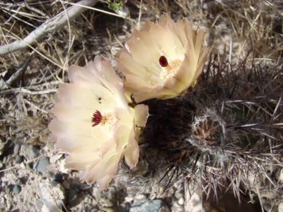 Foto 1/Cactus en flor