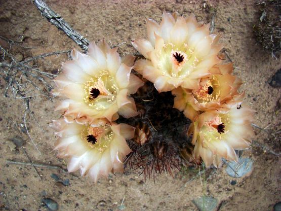 Foto 2/Cactus en flor
