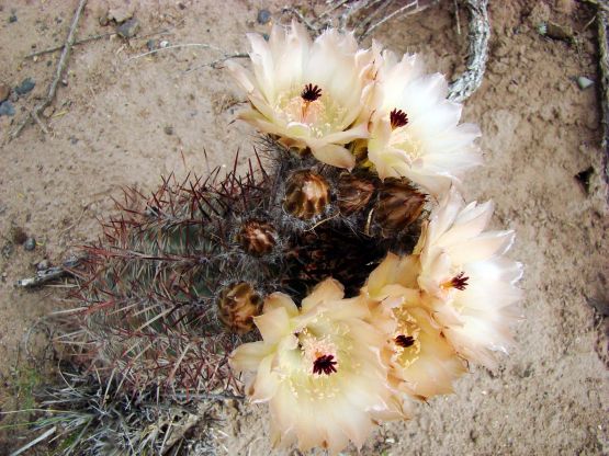 Foto 3/Cactus en flor