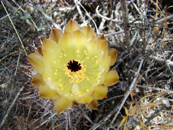 Foto 4/Cactus en flor