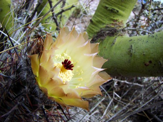 Foto 5/Cactus en flor
