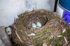 insolito lugar para nido-