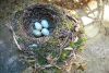 insolito lugar para nido-